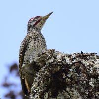 Woodpecker Speckle-throated