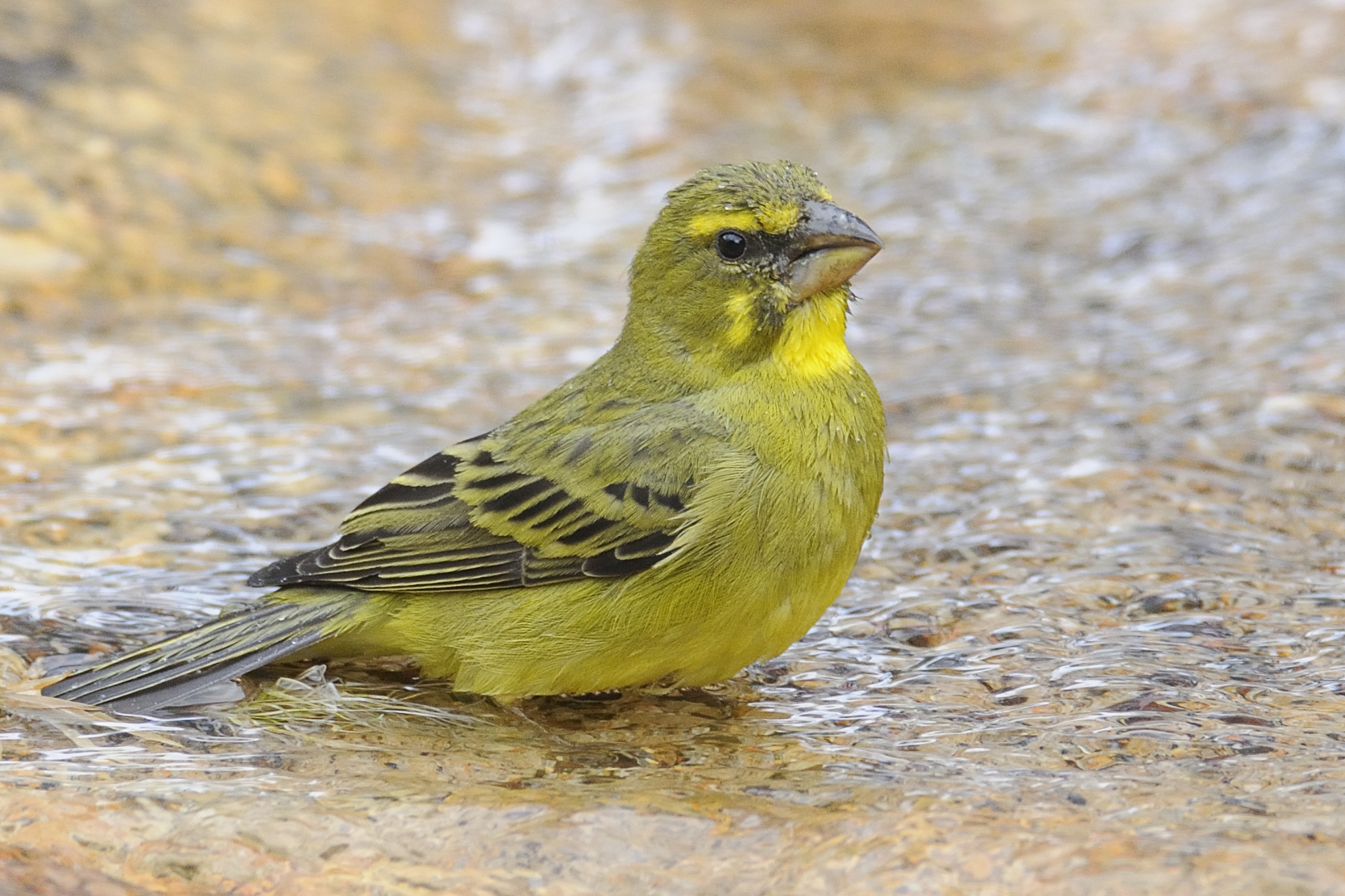 Brimstone Canary – Holmen Birding Safaris
