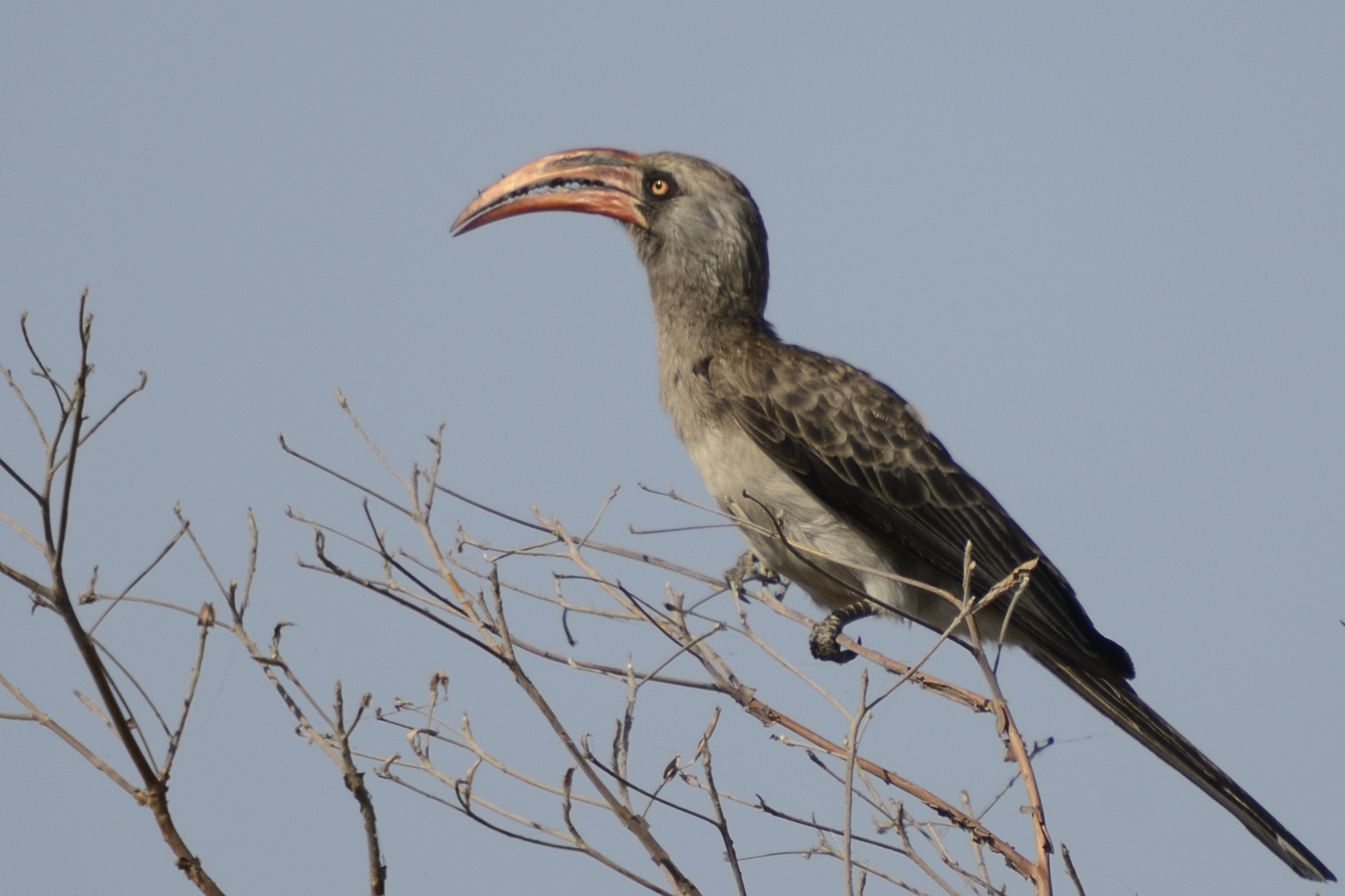 Bradfield´s Hornbill – Holmen Birding Safaris
