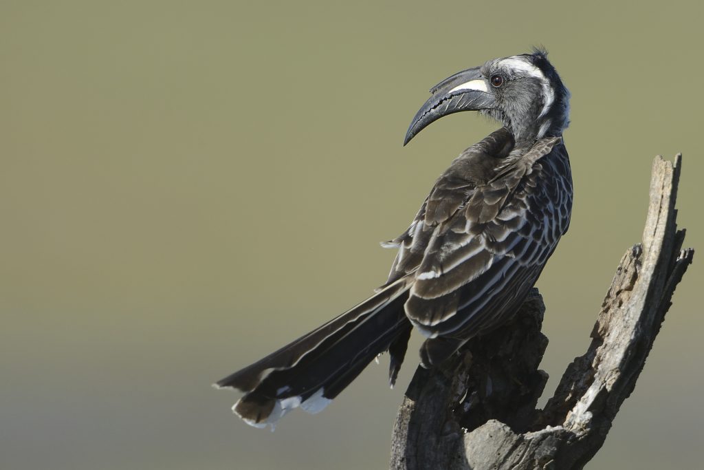 African Grey Hornbill – Holmen Birding Safaris