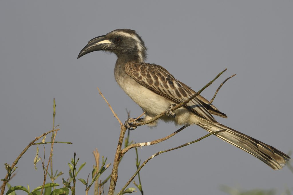 African Grey Hornbill – Holmen Birding Safaris