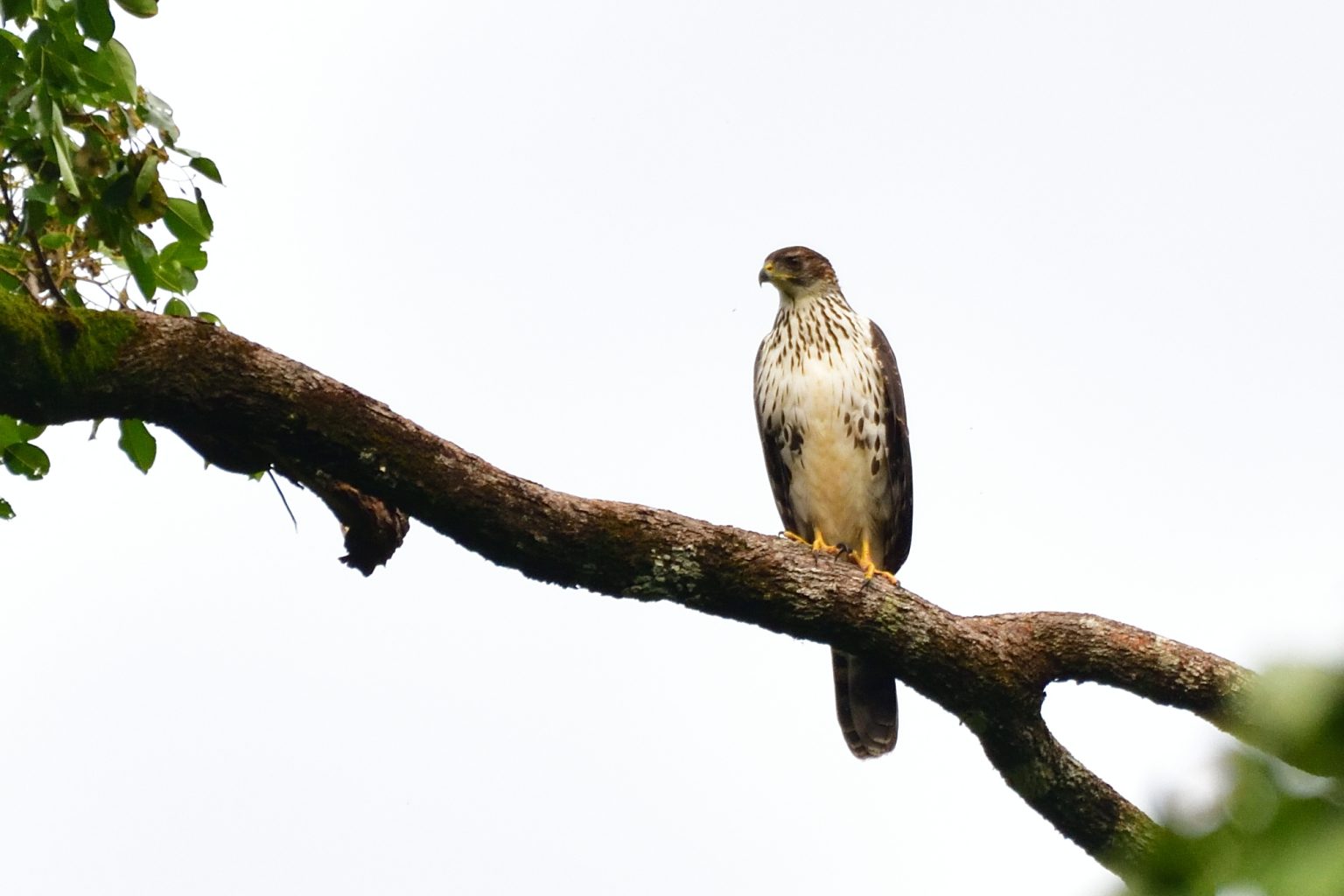 Black (Great) Sparrowhawk – Holmen Birding Safaris